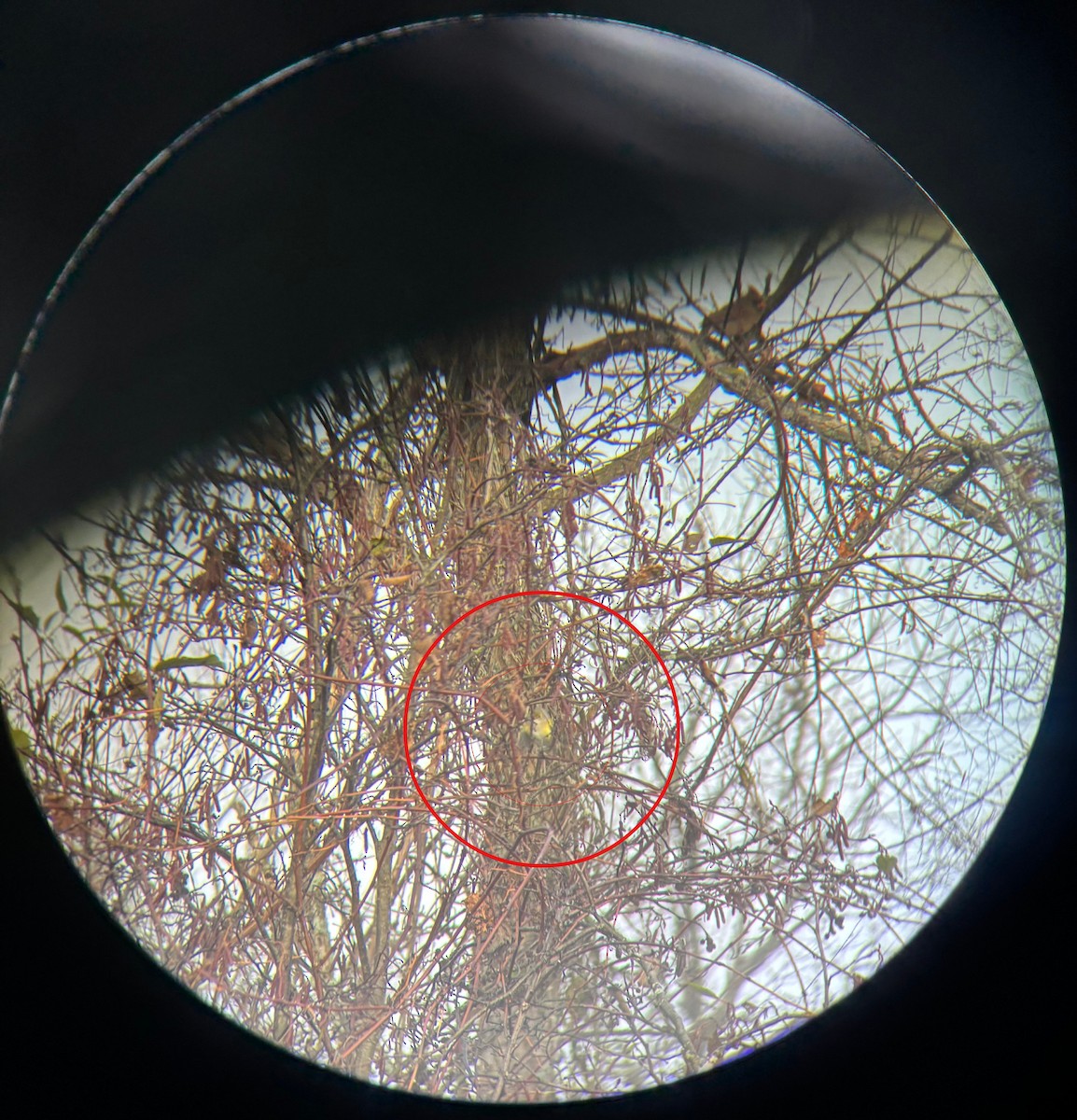 White-eyed Vireo - ML644262848