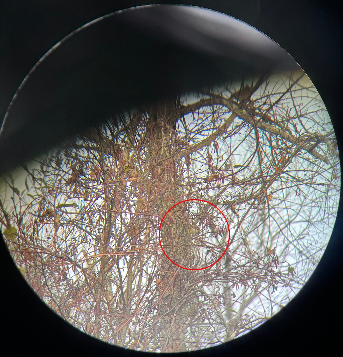 White-eyed Vireo - ML644262849