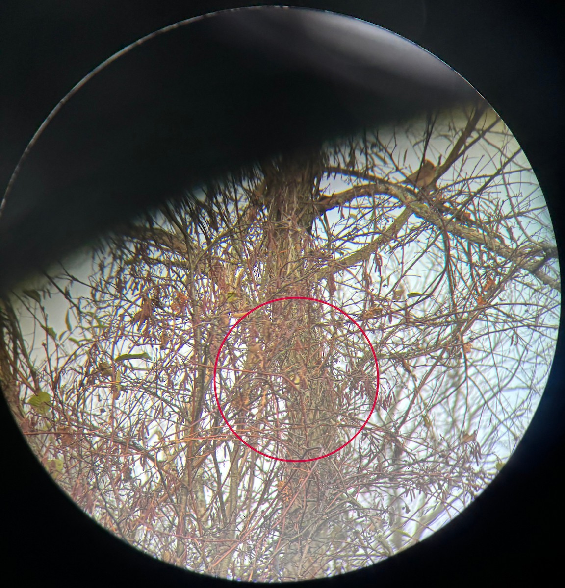 White-eyed Vireo - ML644262850