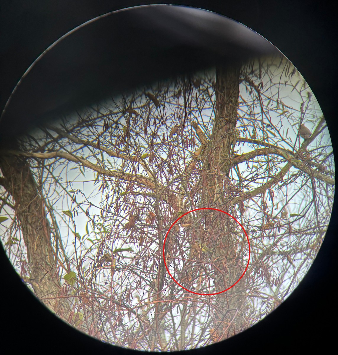 White-eyed Vireo - ML644262851