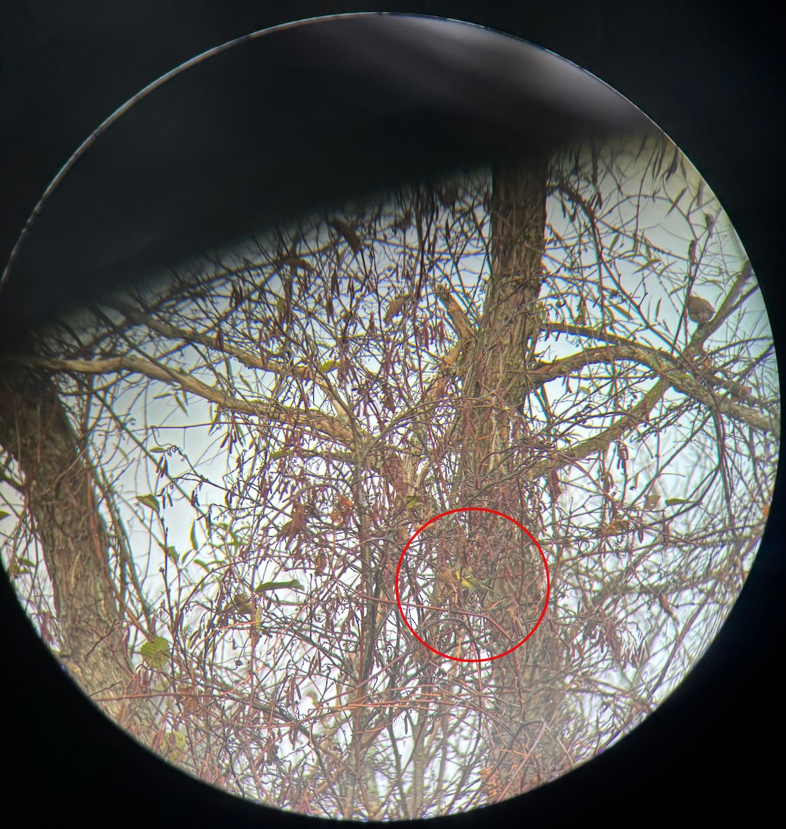 White-eyed Vireo - ML644262852