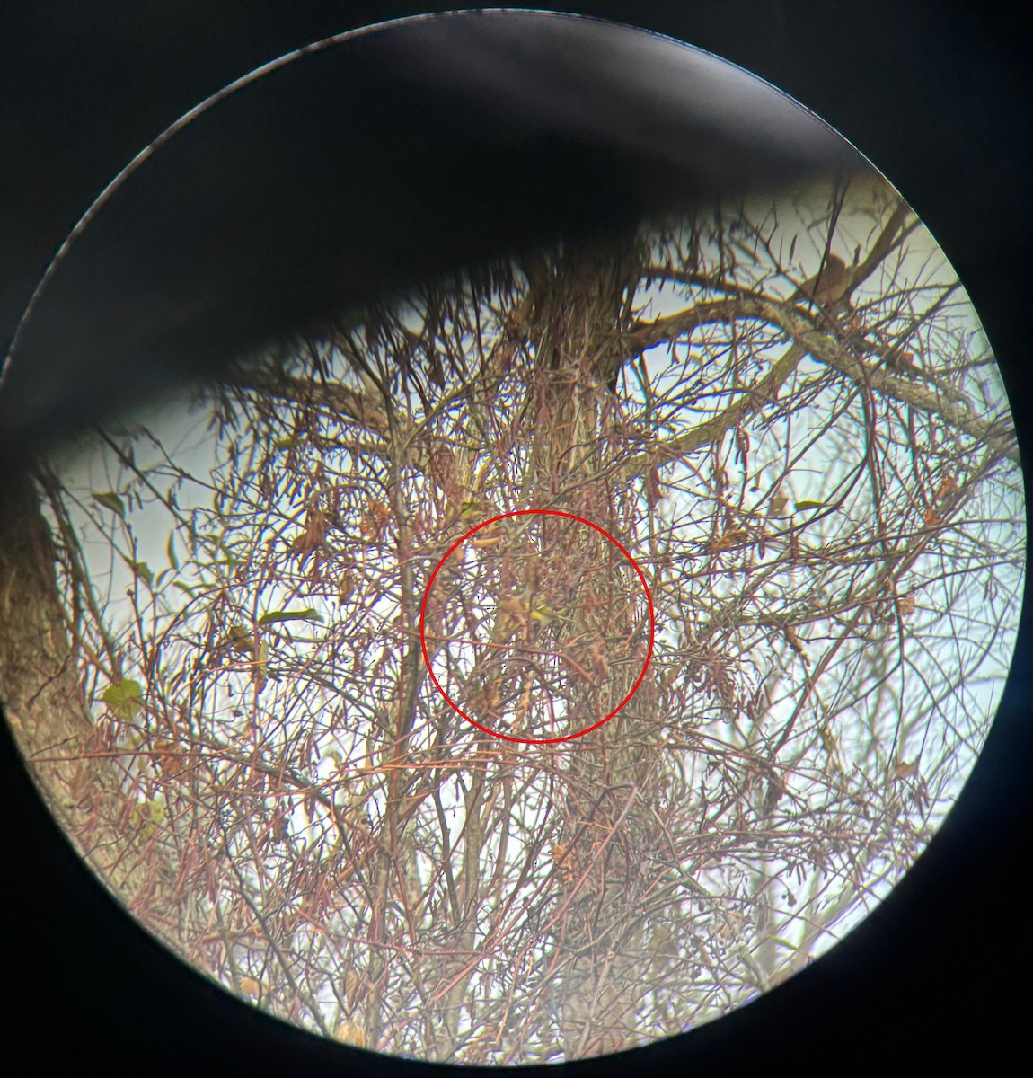 White-eyed Vireo - ML644262854