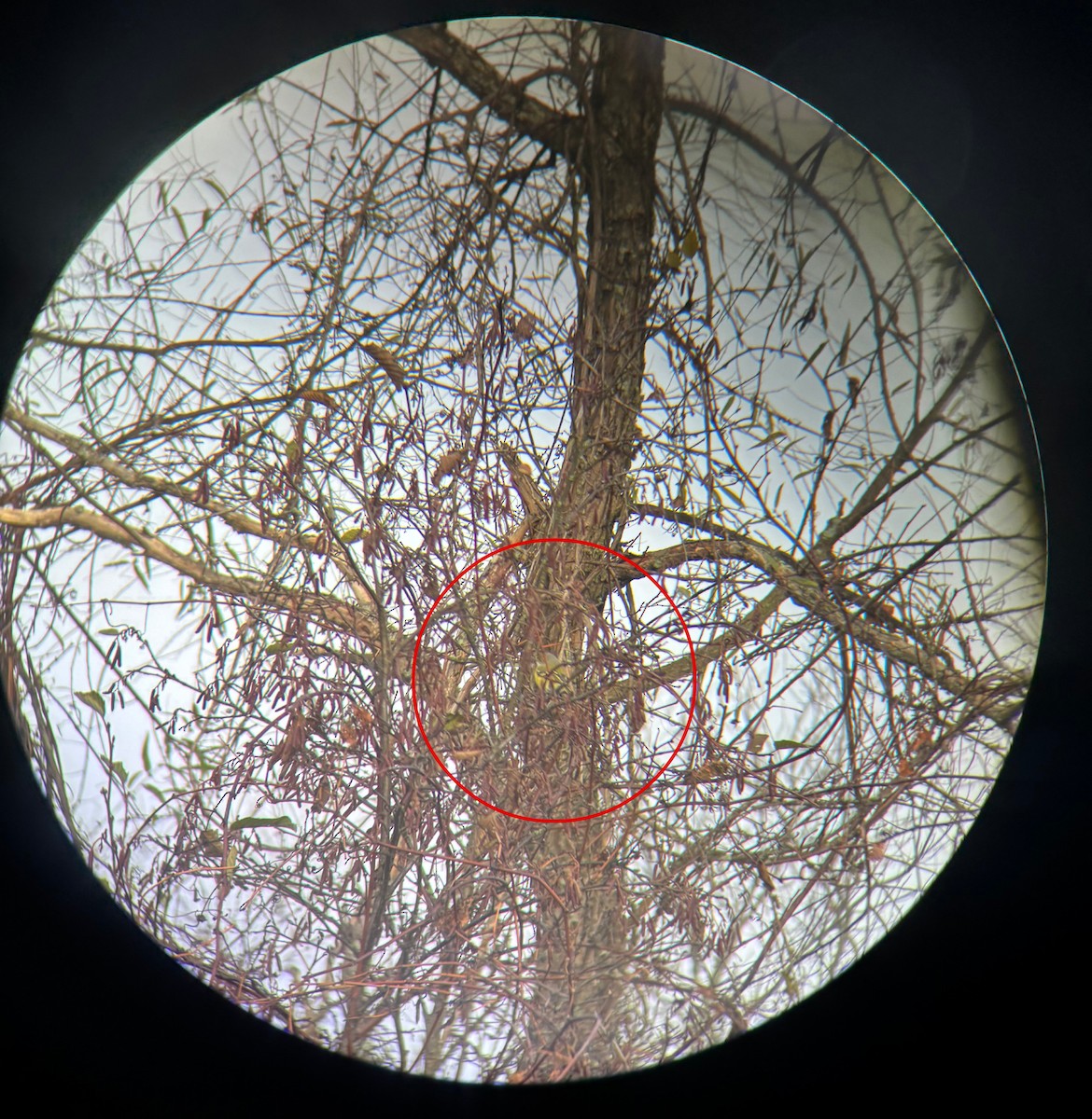 White-eyed Vireo - ML644262855