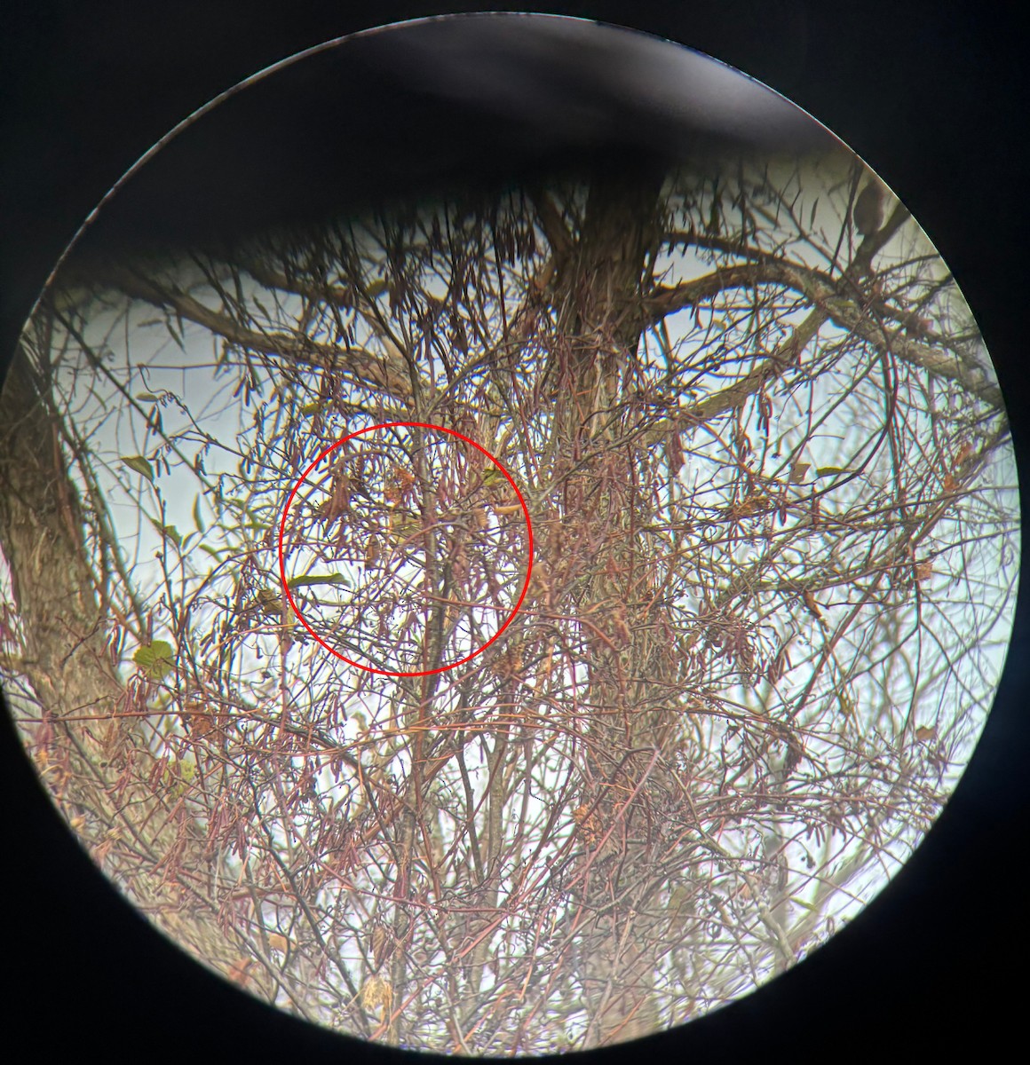 White-eyed Vireo - ML644262856