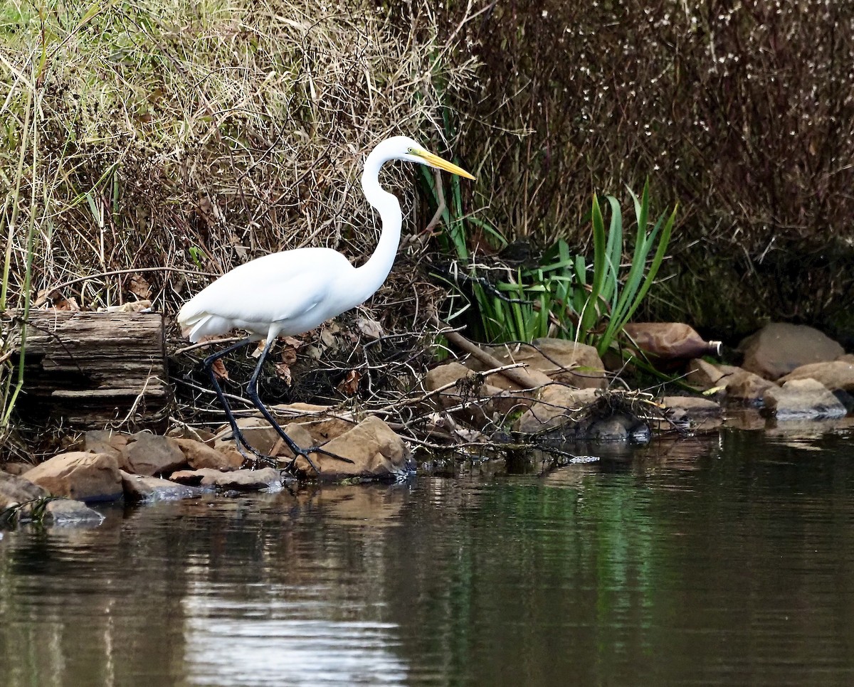 Great Egret - ML644262860
