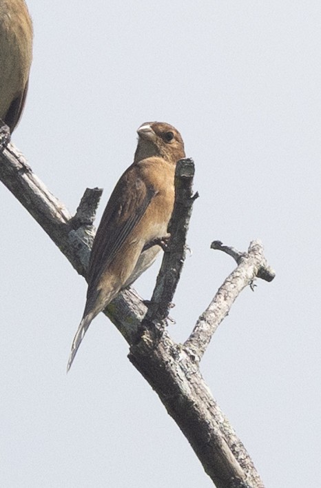 blåtykknebb - ML644262866