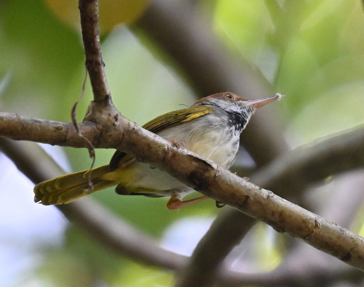 Dark-necked Tailorbird - ML644262867
