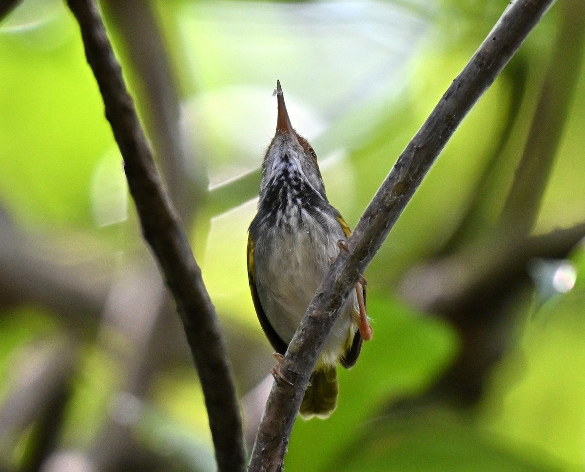 Dark-necked Tailorbird - ML644262868