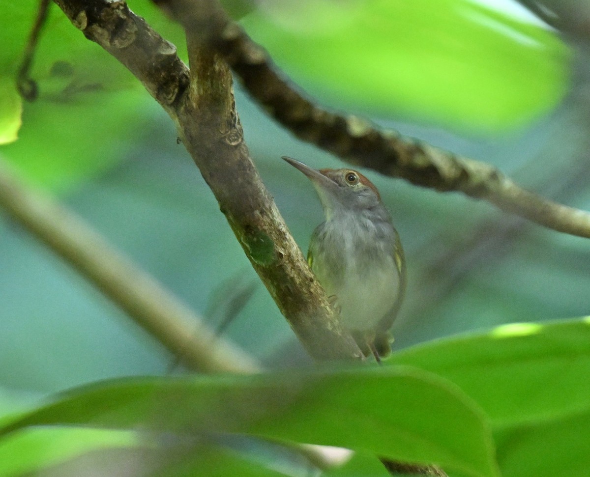 Dark-necked Tailorbird - ML644262869