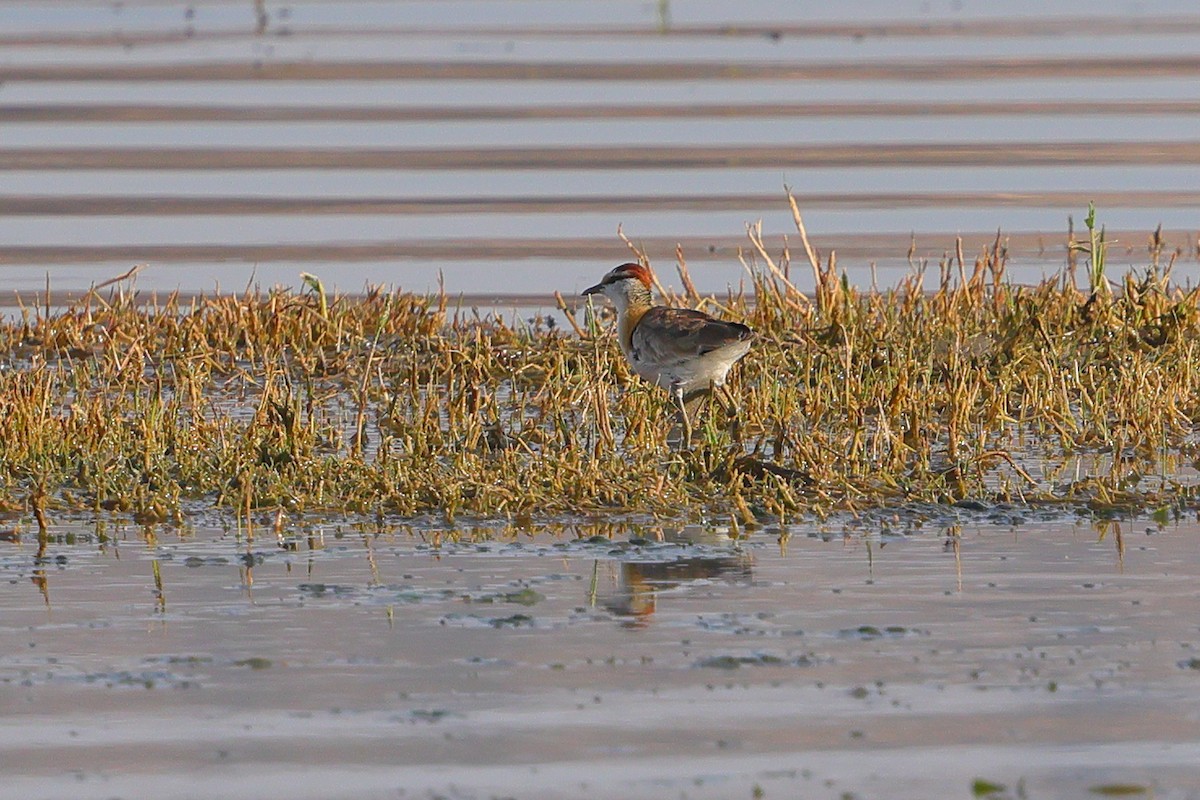 Lesser Jacana - ML644262874