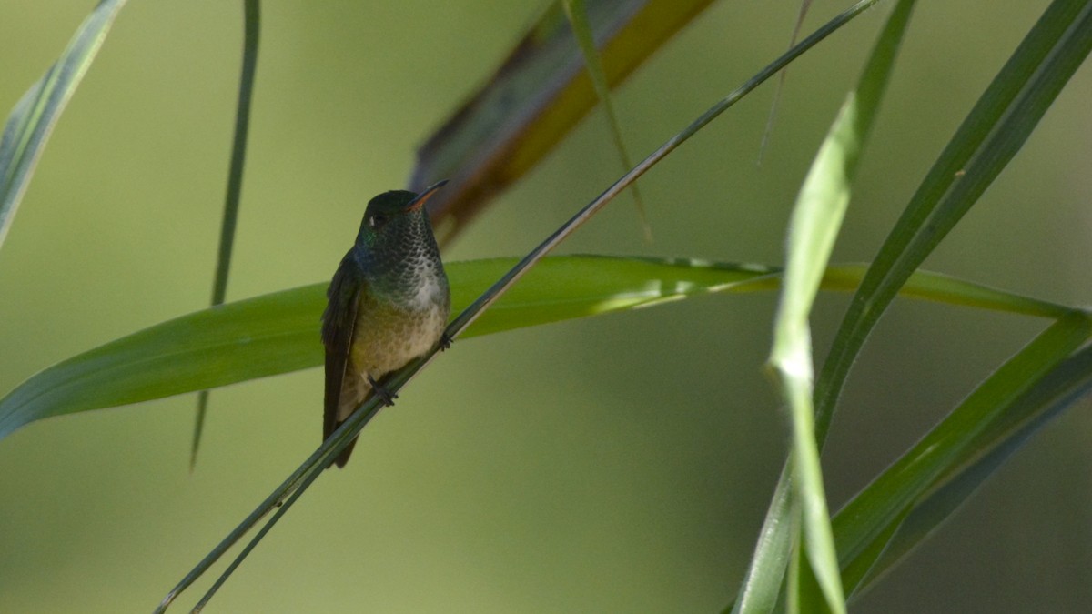 Glanzamazilie [versicolor-Gruppe] - ML644262885