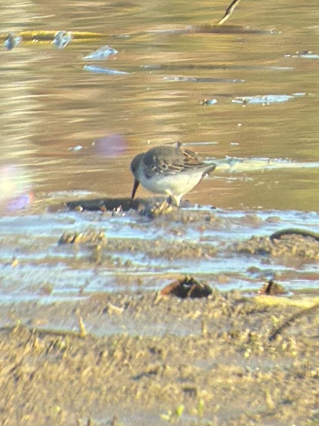 myrsnipe - ML644262886