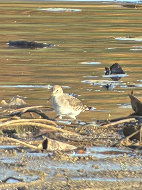 myrsnipe - ML644262887