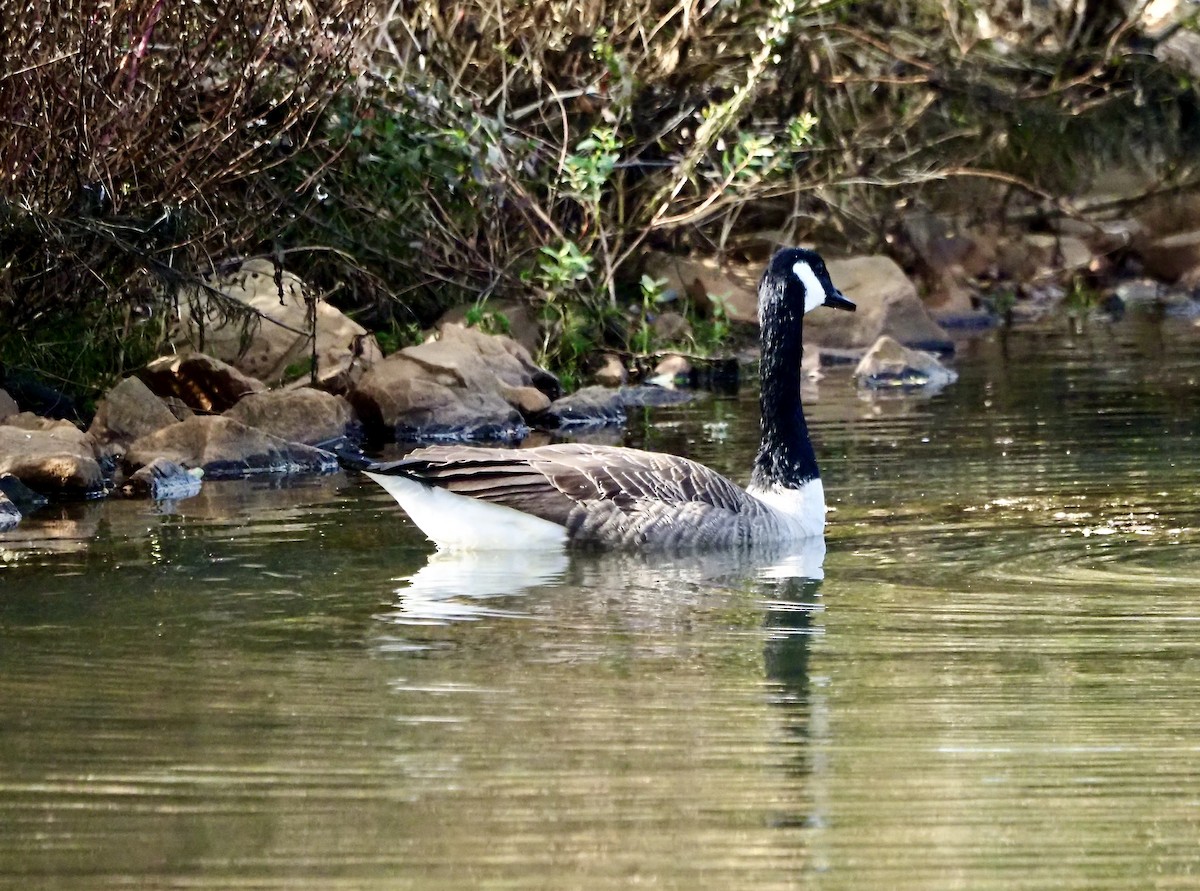 Canada Goose - ML644262888
