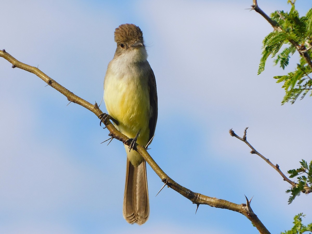 Short-crested Flycatcher - ML644262889