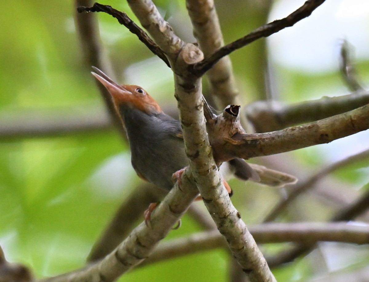 Ashy Tailorbird - ML644262891