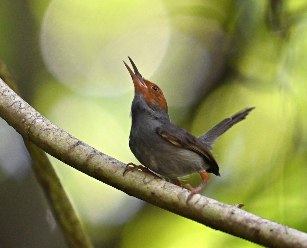 Ashy Tailorbird - ML644262892
