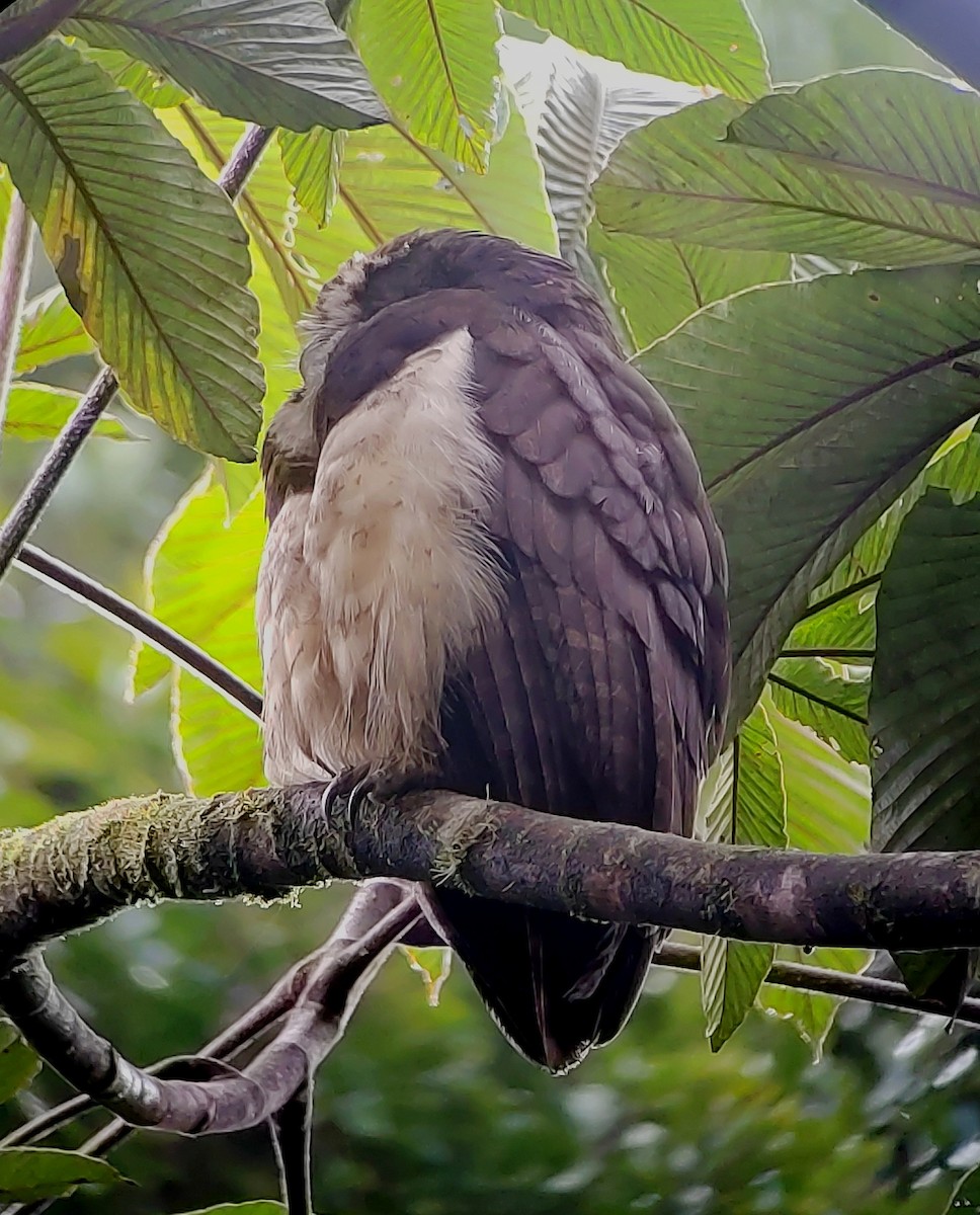 Spectacled Owl - ML644262896