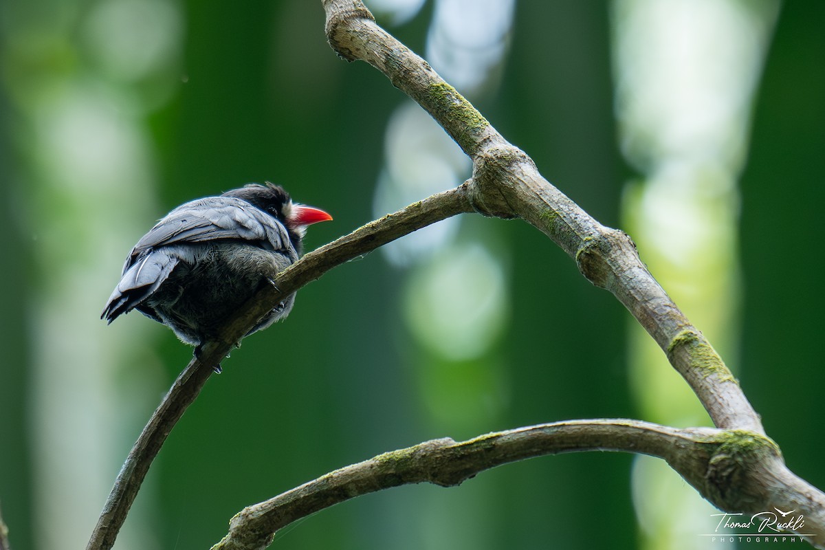 White-fronted Nunbird - ML644262909