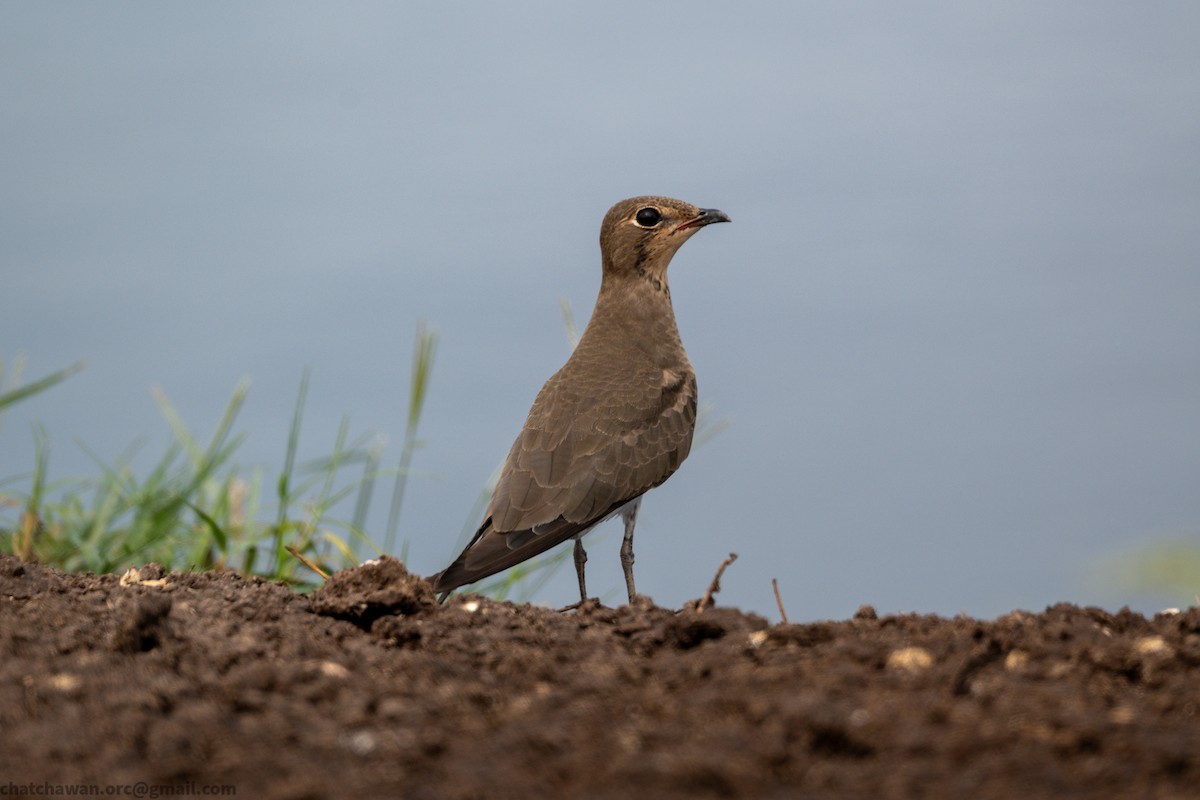 ツバメチドリ - ML644262910