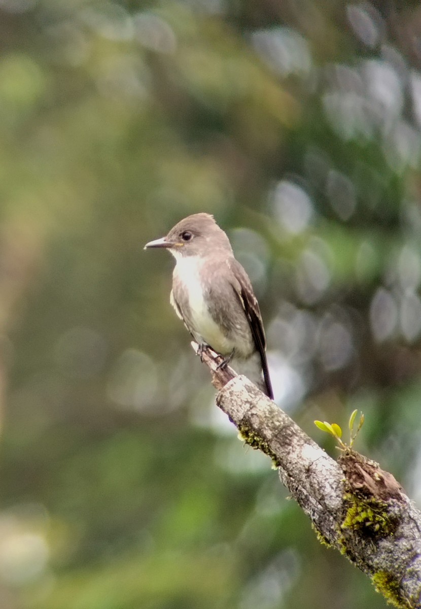 jakkepivi - ML644262918