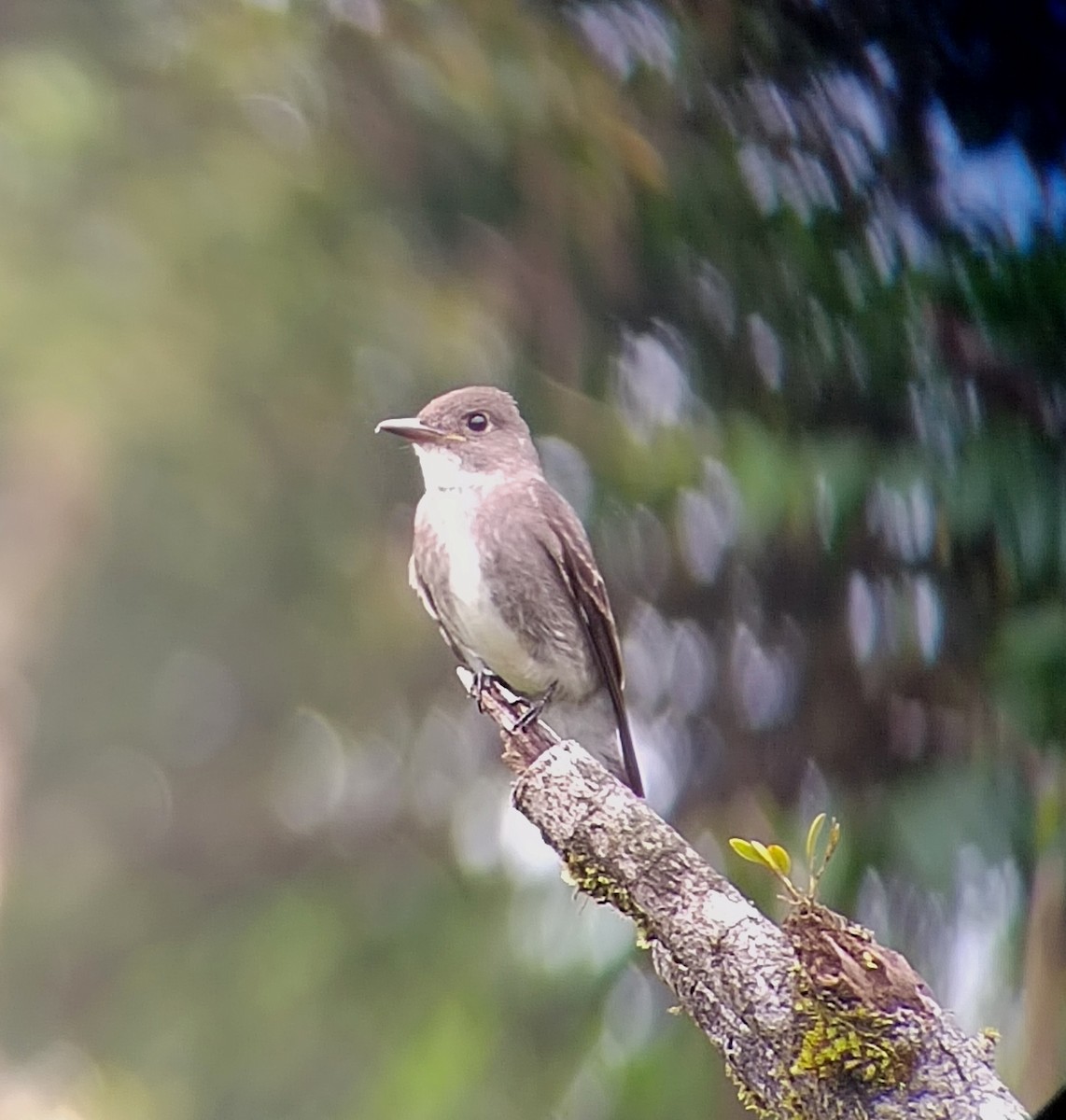 jakkepivi - ML644262919