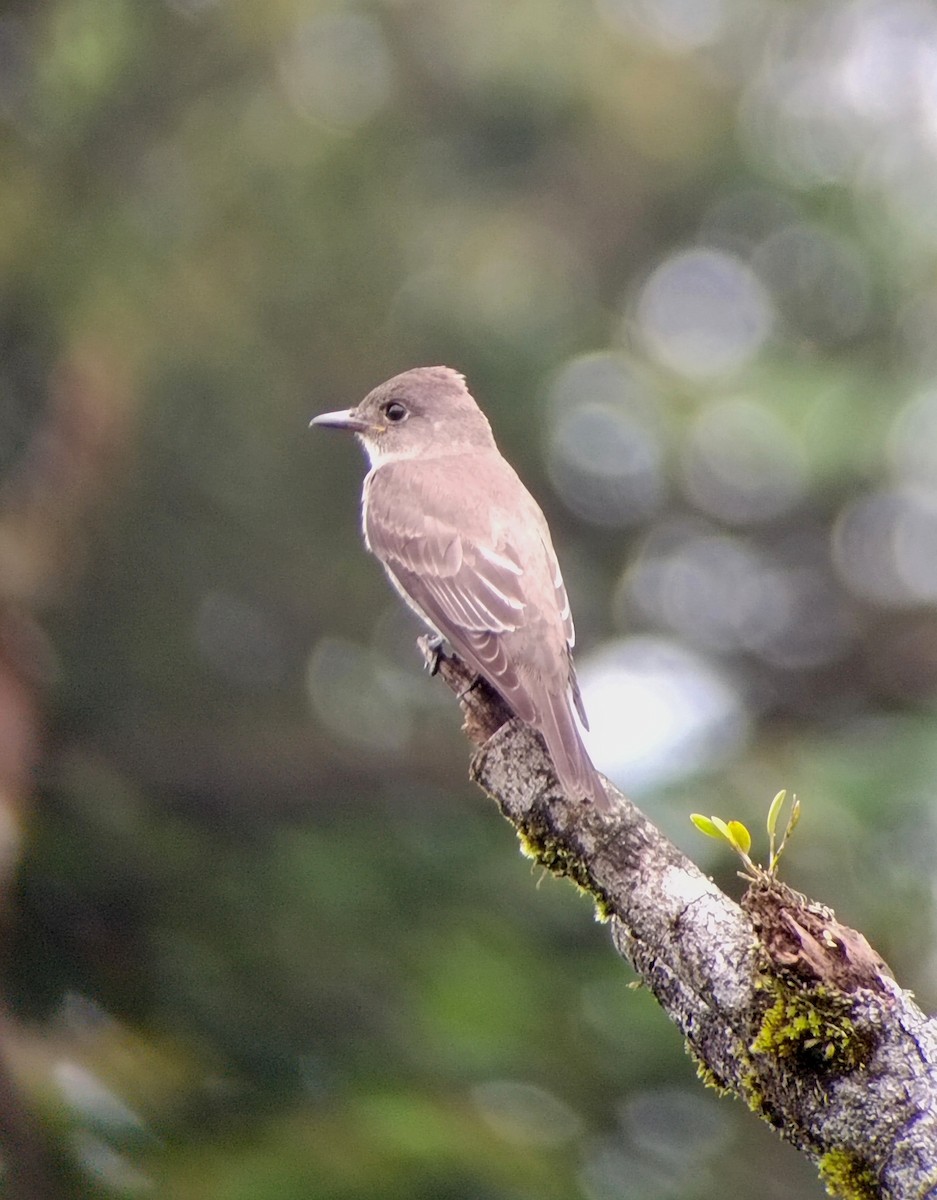 jakkepivi - ML644262920