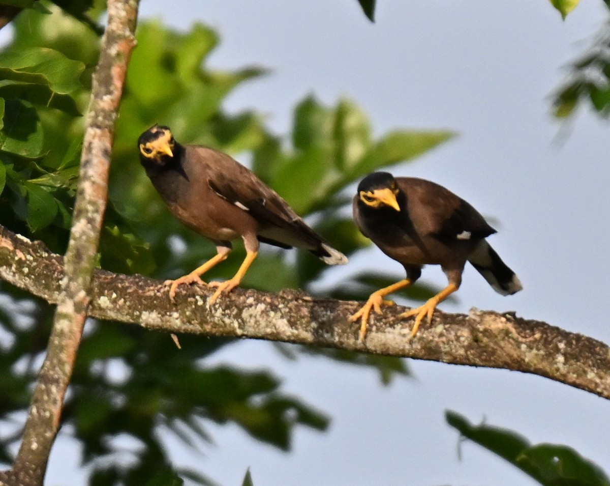 Тольт бор тодол - ML644262921