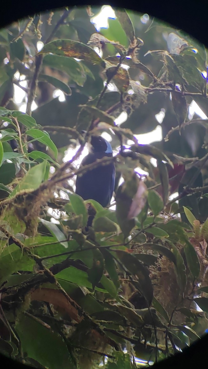 Azure-hooded Jay - ML644262926