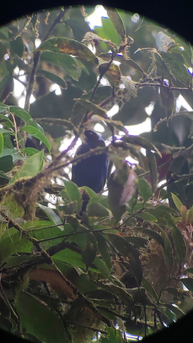 Azure-hooded Jay - ML644262928