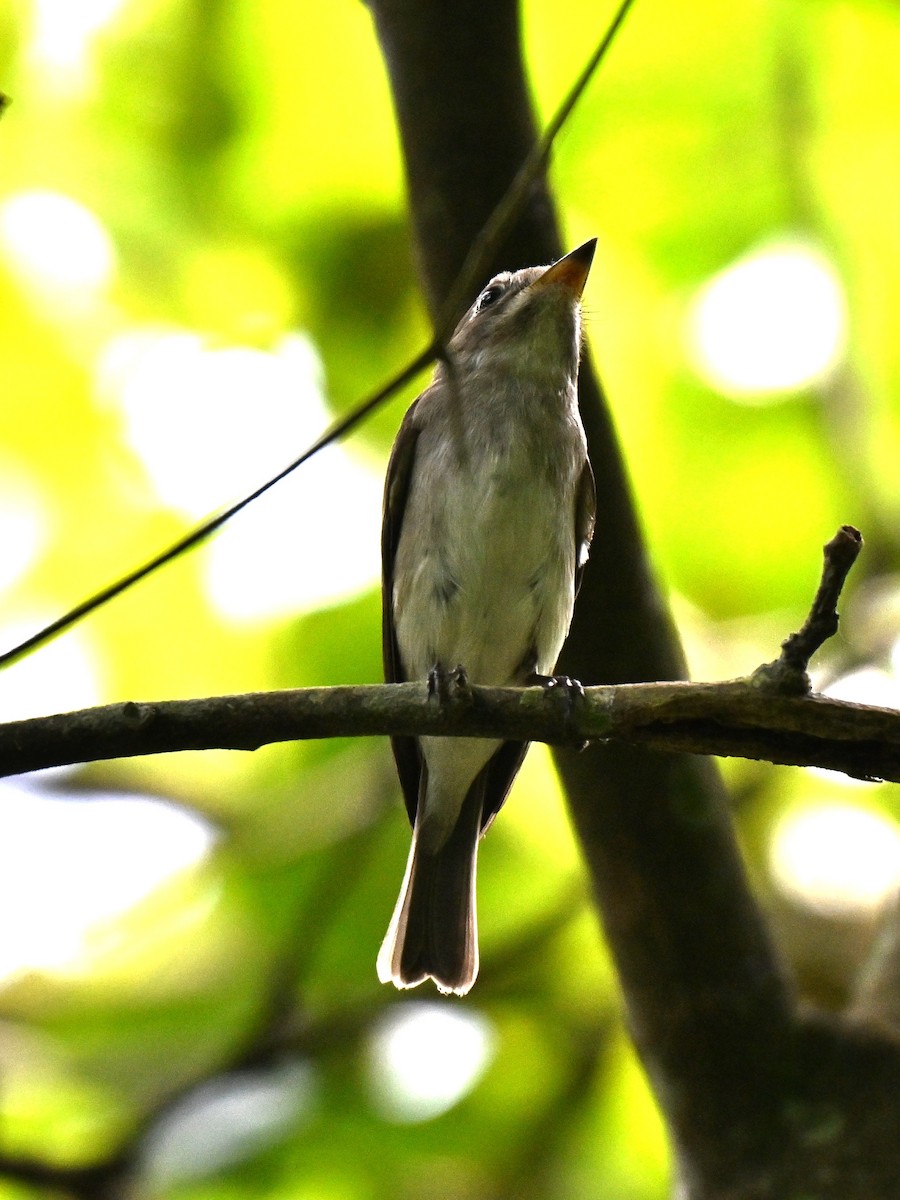 Дагуурын намнаахай - ML644262931