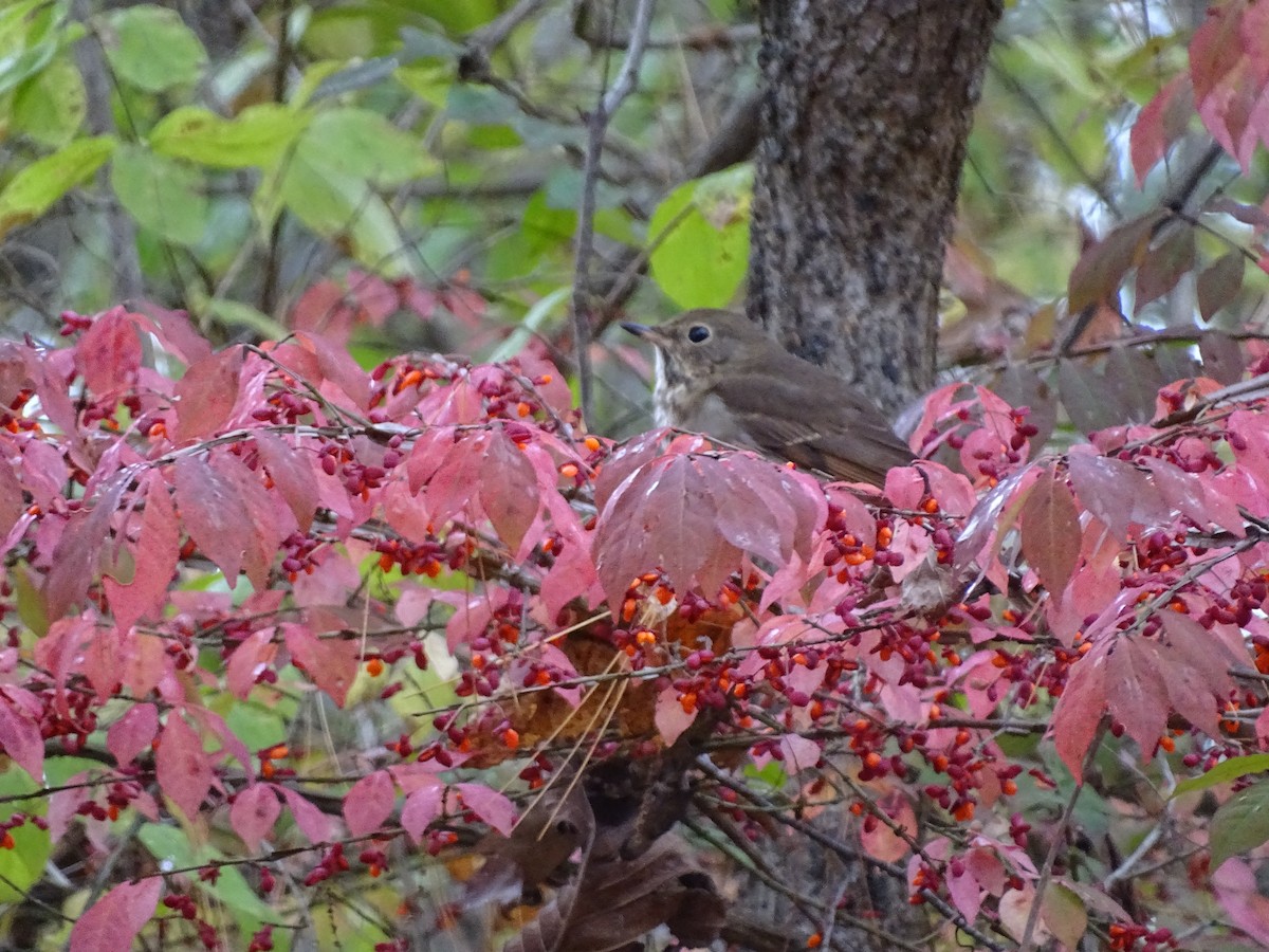 Catharus sp. - ML644262937