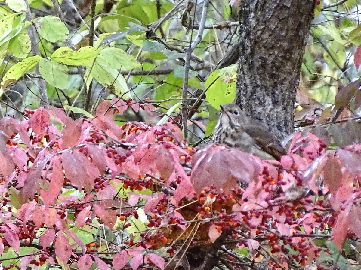 Catharus sp. - ML644262938