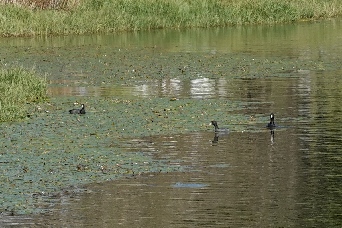 American Coot - ML644262945