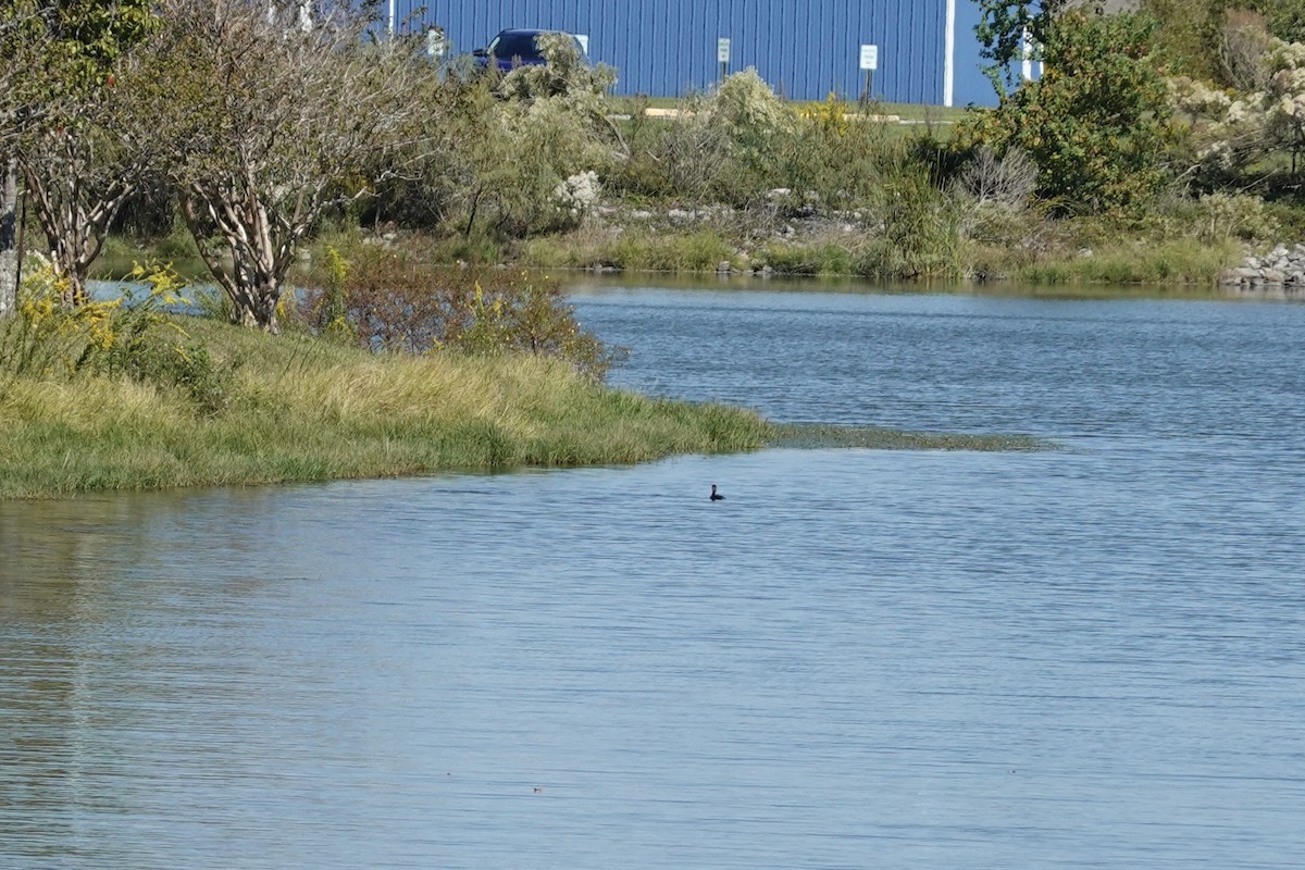 Pied-billed Grebe - ML644262950