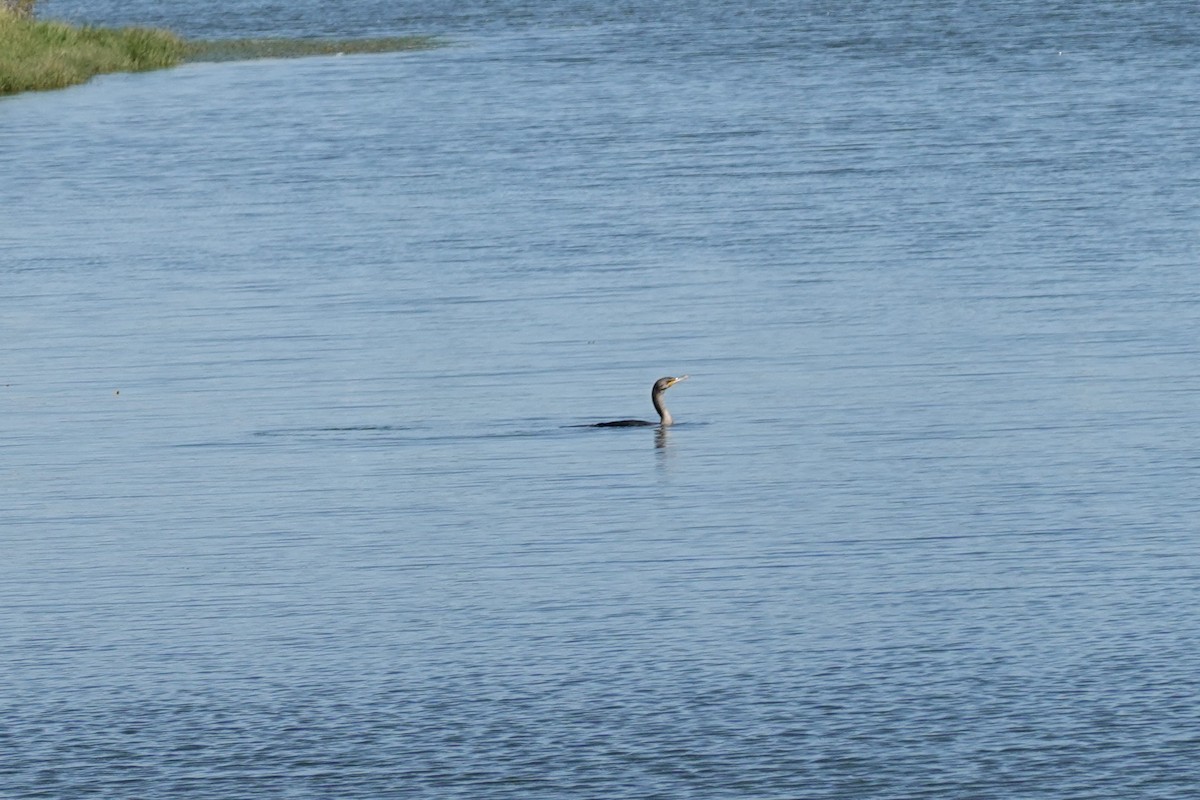 Cormorán Orejudo - ML644262955