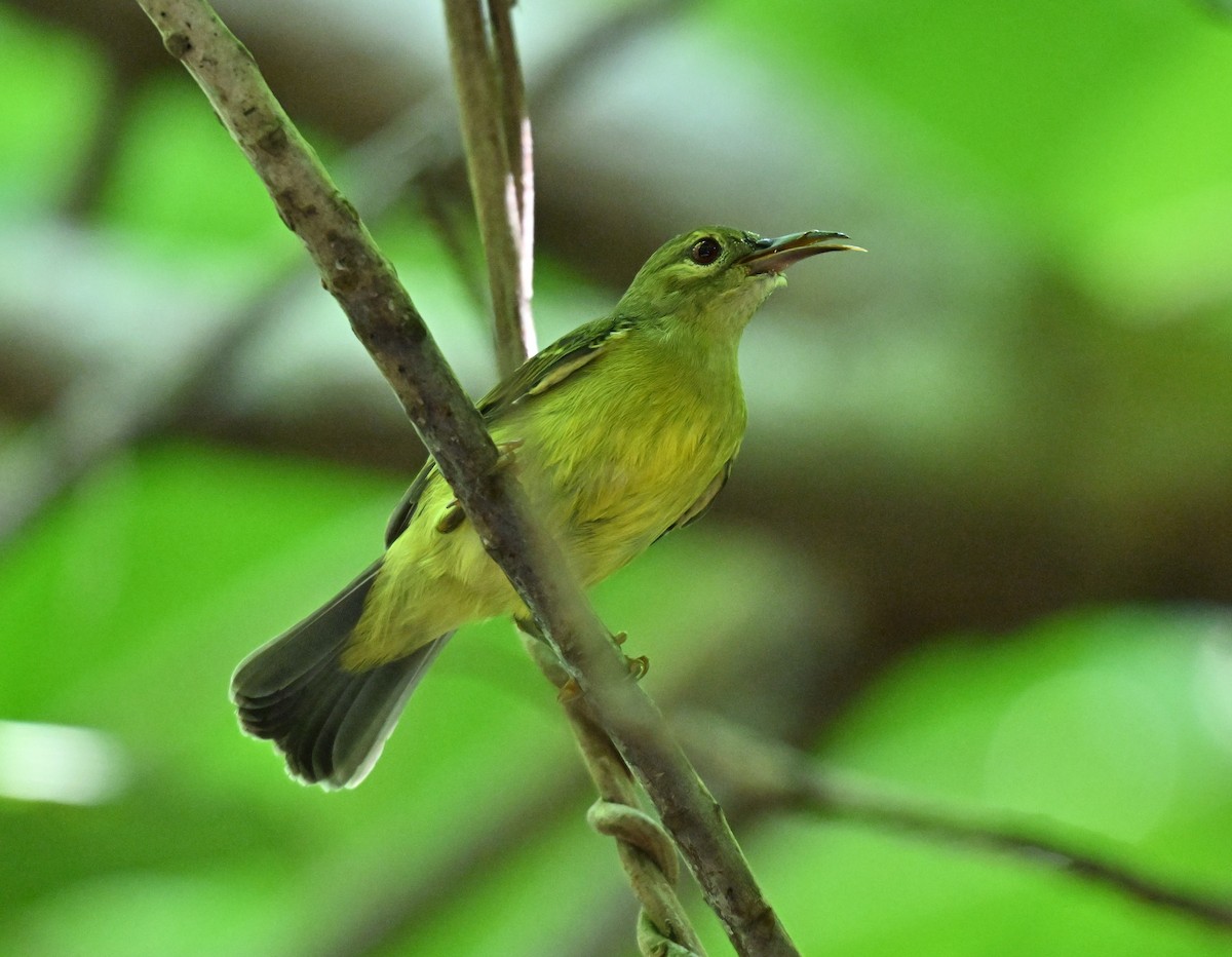 Brown-throated Sunbird - ML644262957