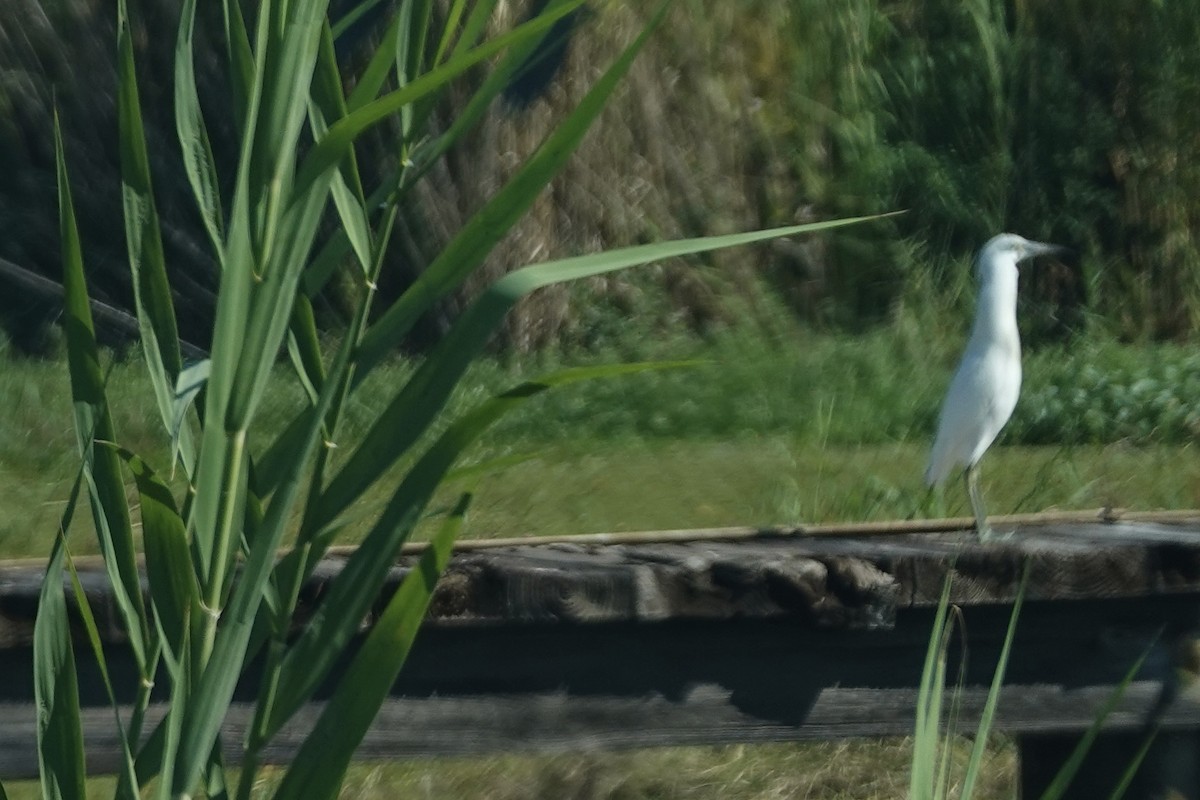 Little Blue Heron - ML644262963