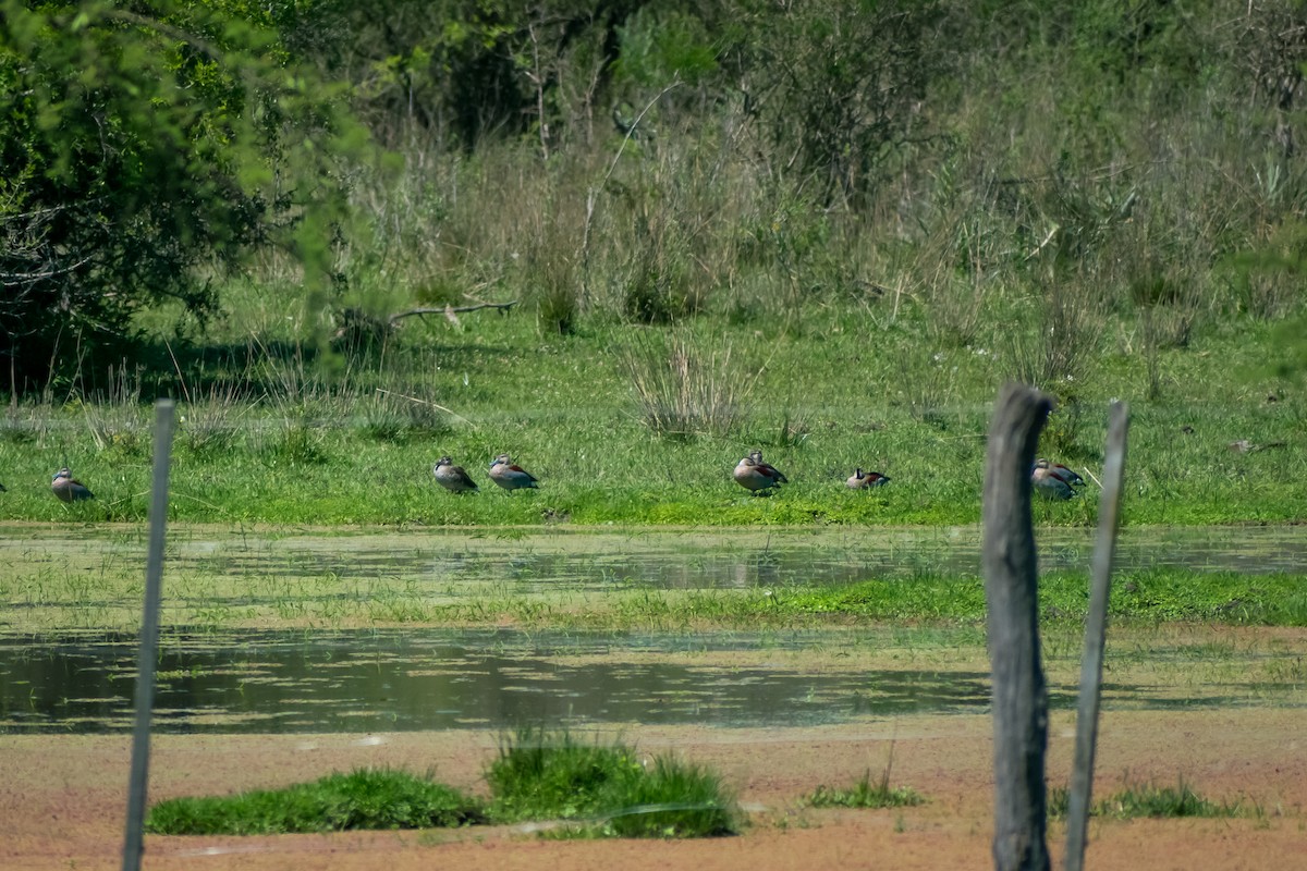 Rotschulterente - ML644262968