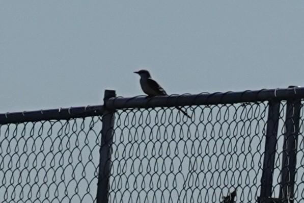 Scissor-tailed Flycatcher - ML644262975