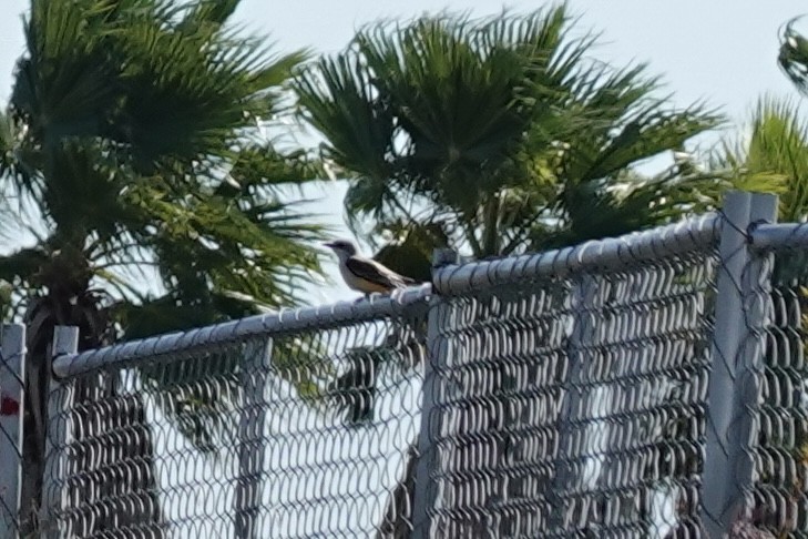 Scissor-tailed Flycatcher - ML644262976