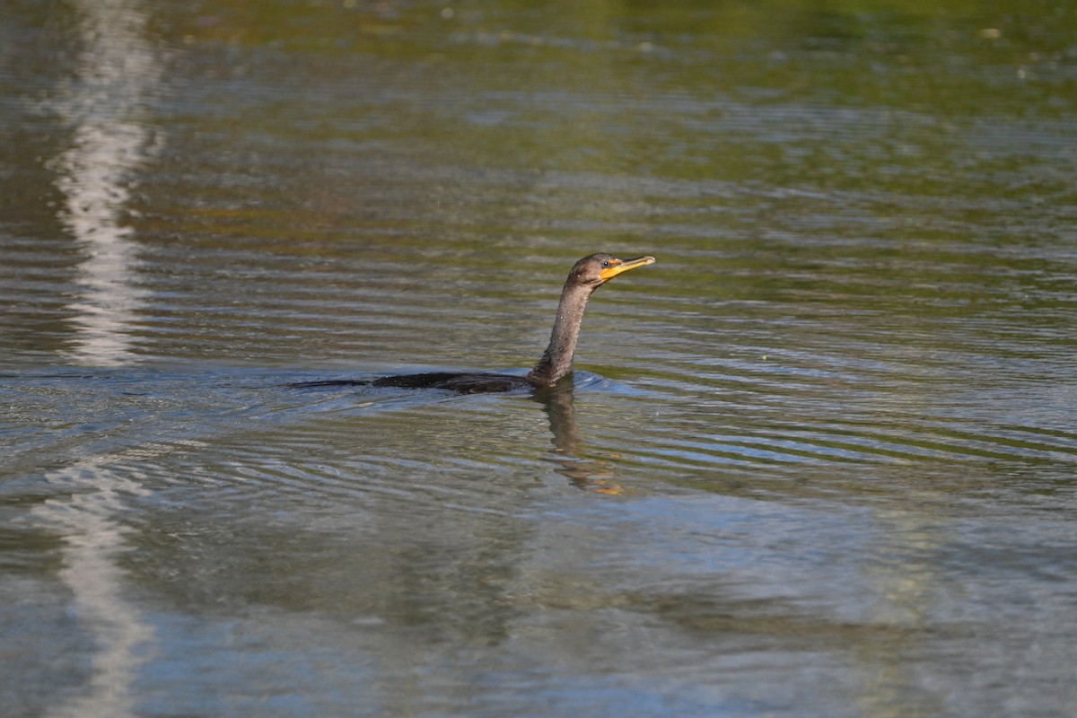 Double-crested Cormorant - ML644262977
