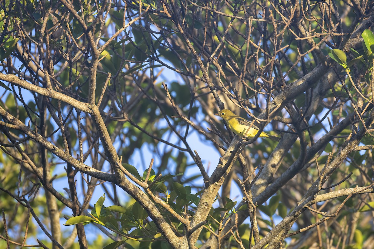 Scarlet Tanager - ML644262980