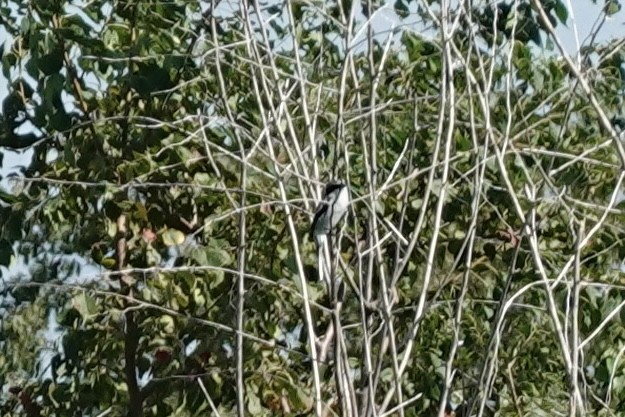 Loggerhead Shrike - ML644262989