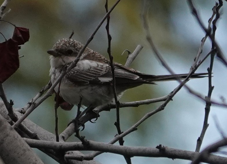 Masked Shrike - ML644263010