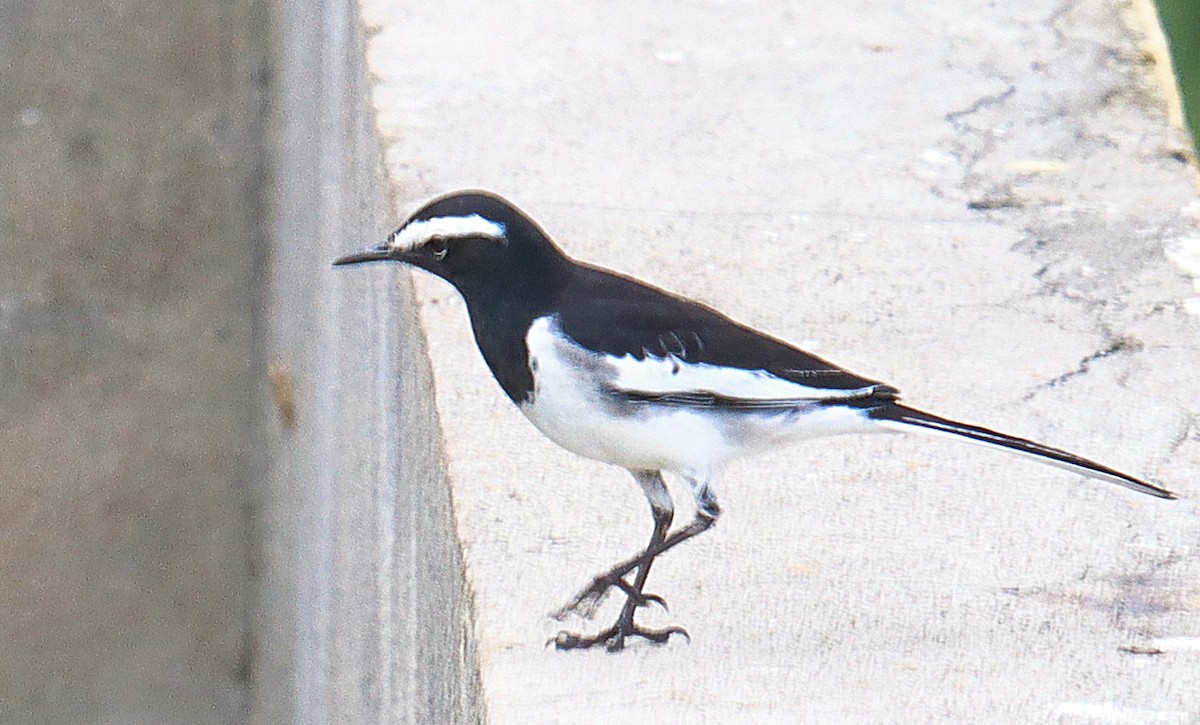 White-browed Wagtail - ML644263011