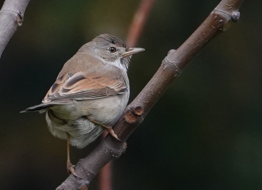 Sterpazzola - ML644263028