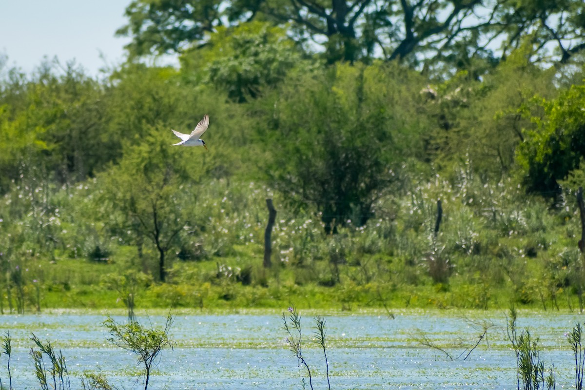 Yellow-billed Tern - ML644263031
