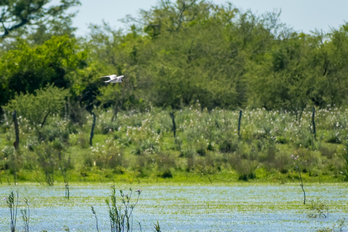 Yellow-billed Tern - ML644263032