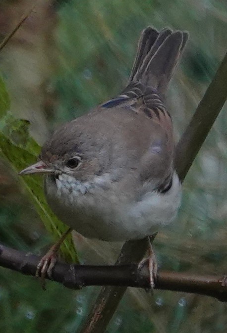 Sterpazzola - ML644263033